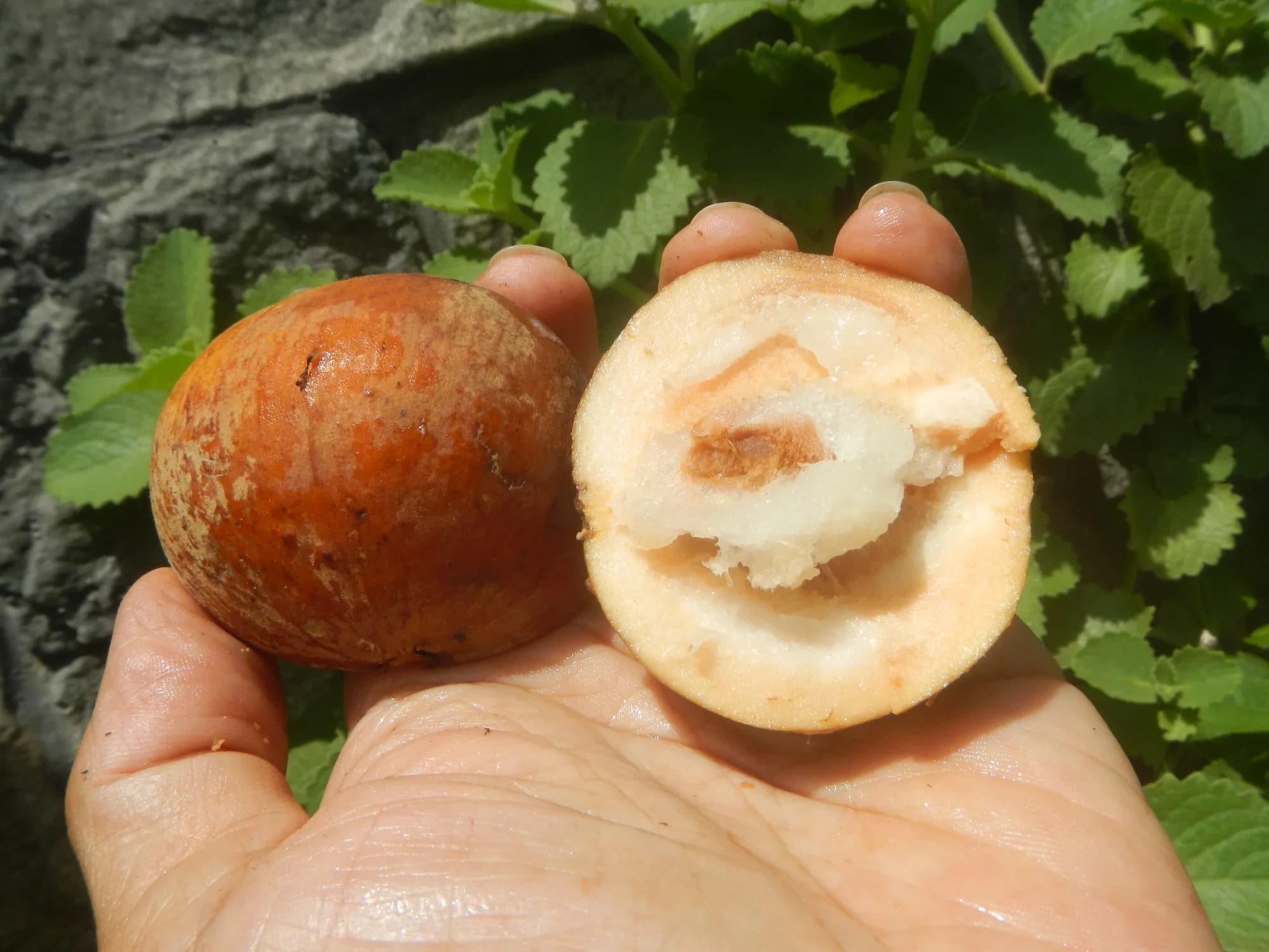 Santol fruit cut open to show the white pulp (illustrative photo)