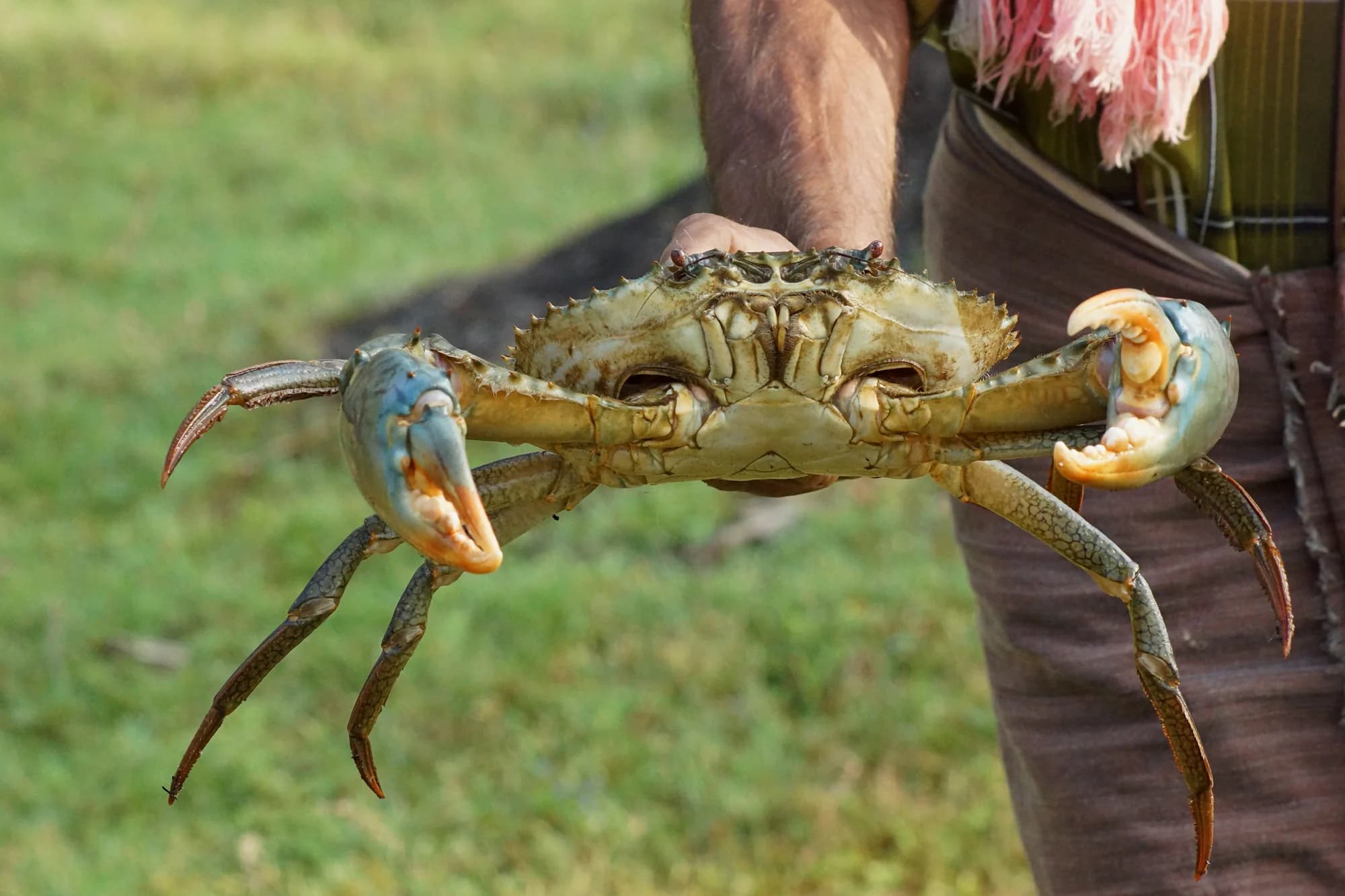 A mud crab held up by a crab fisher (illustrative photo)