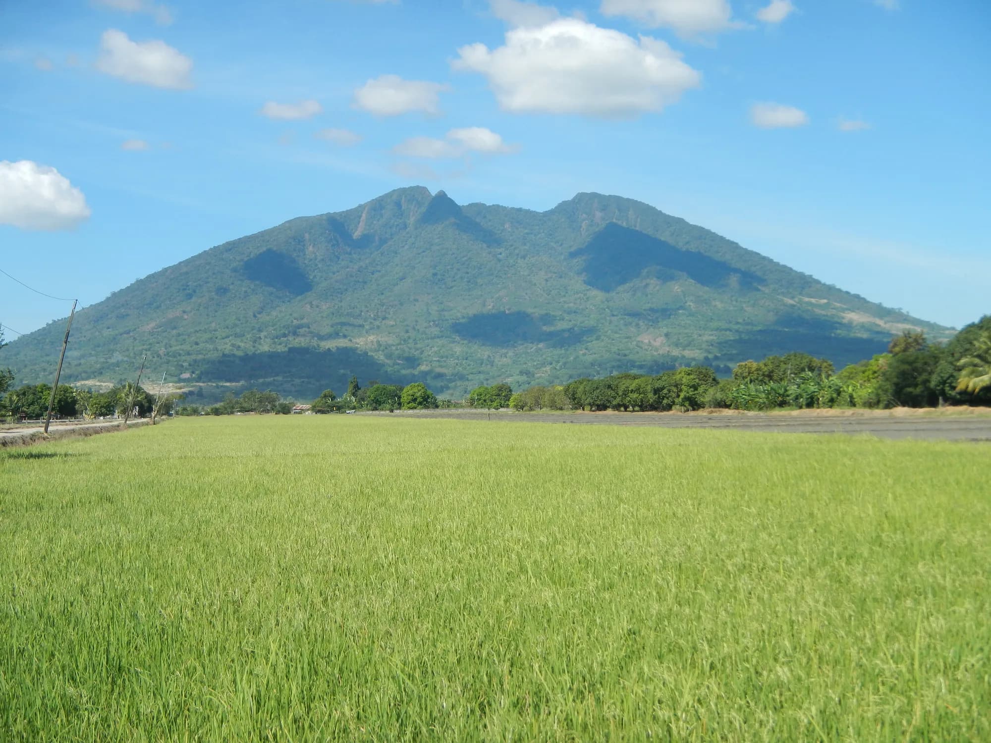 Mount Arayat rising above green rice fields