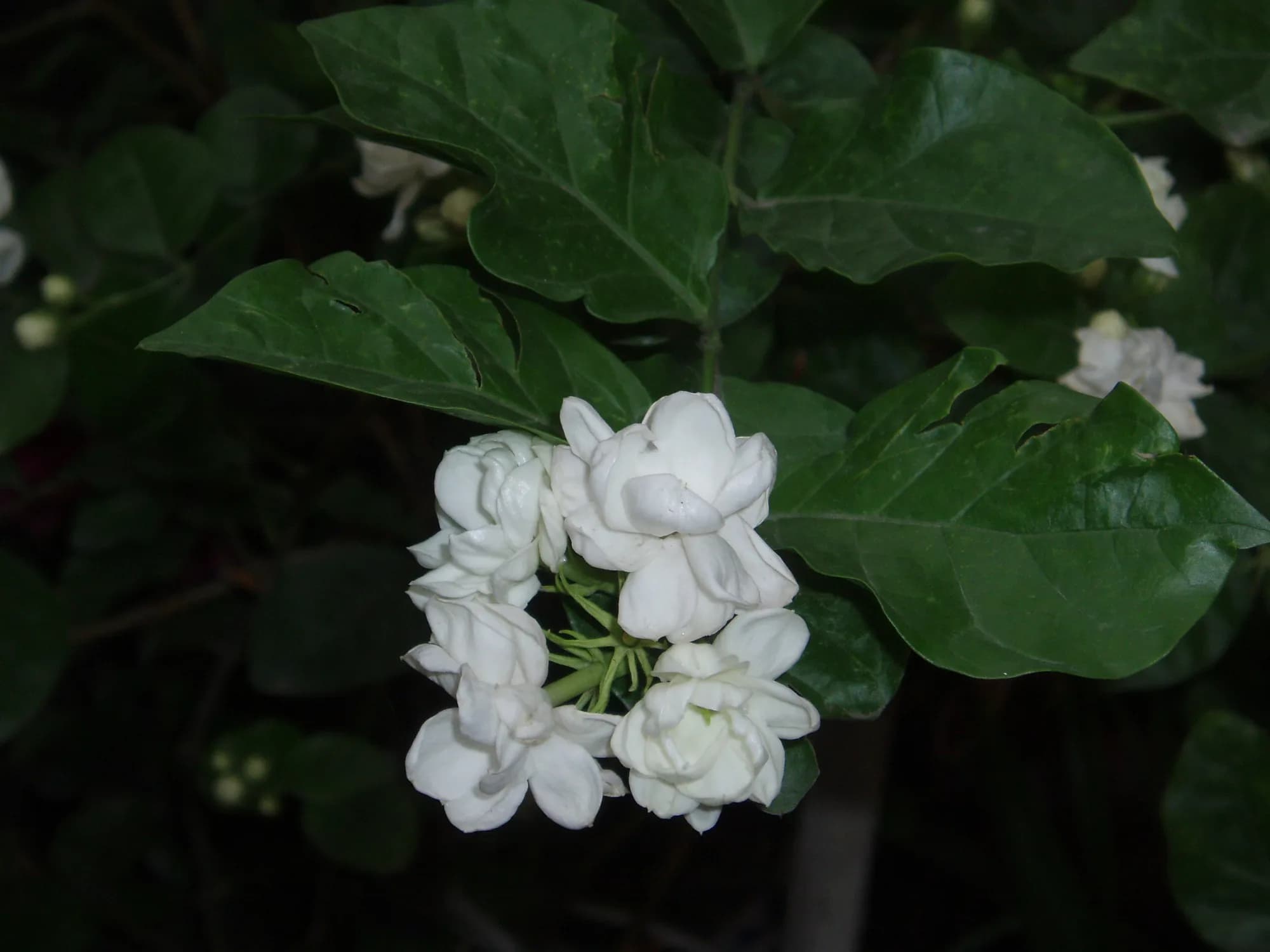 White sampaguita flowers among green leaves (illustrative photo)
