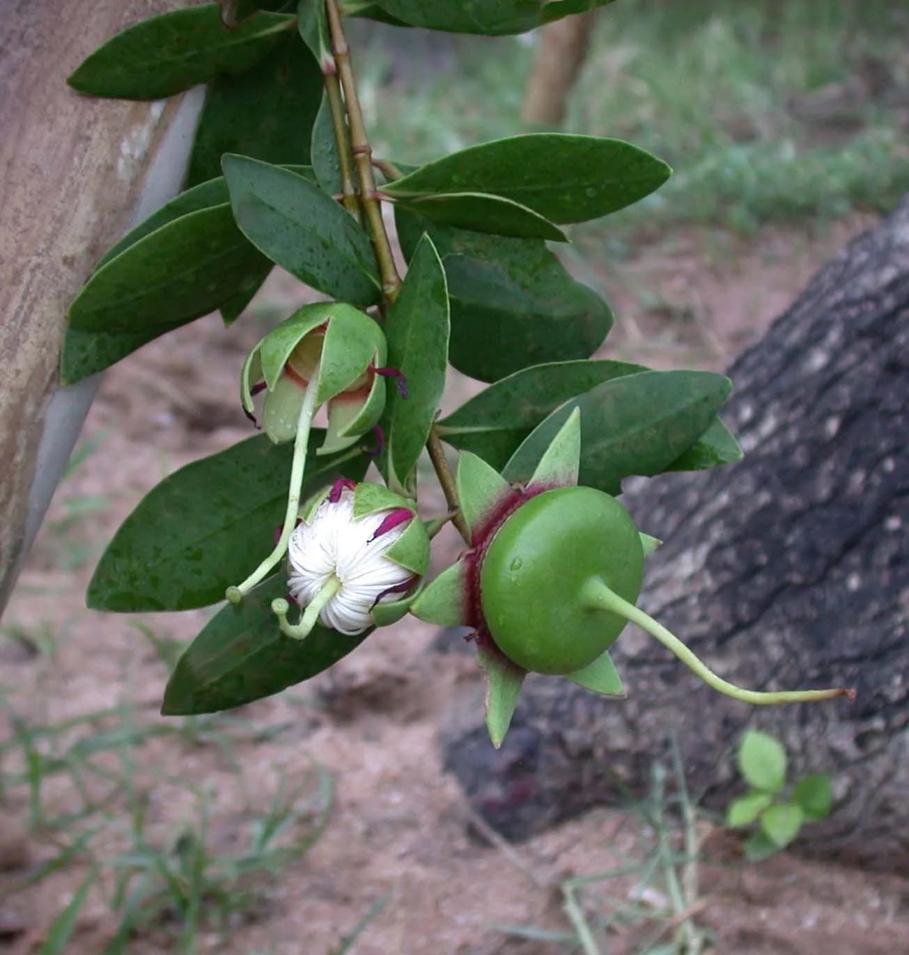 The fruit and flower of the mangrove apple, known in Pampanga as palapat (illustrative photo)